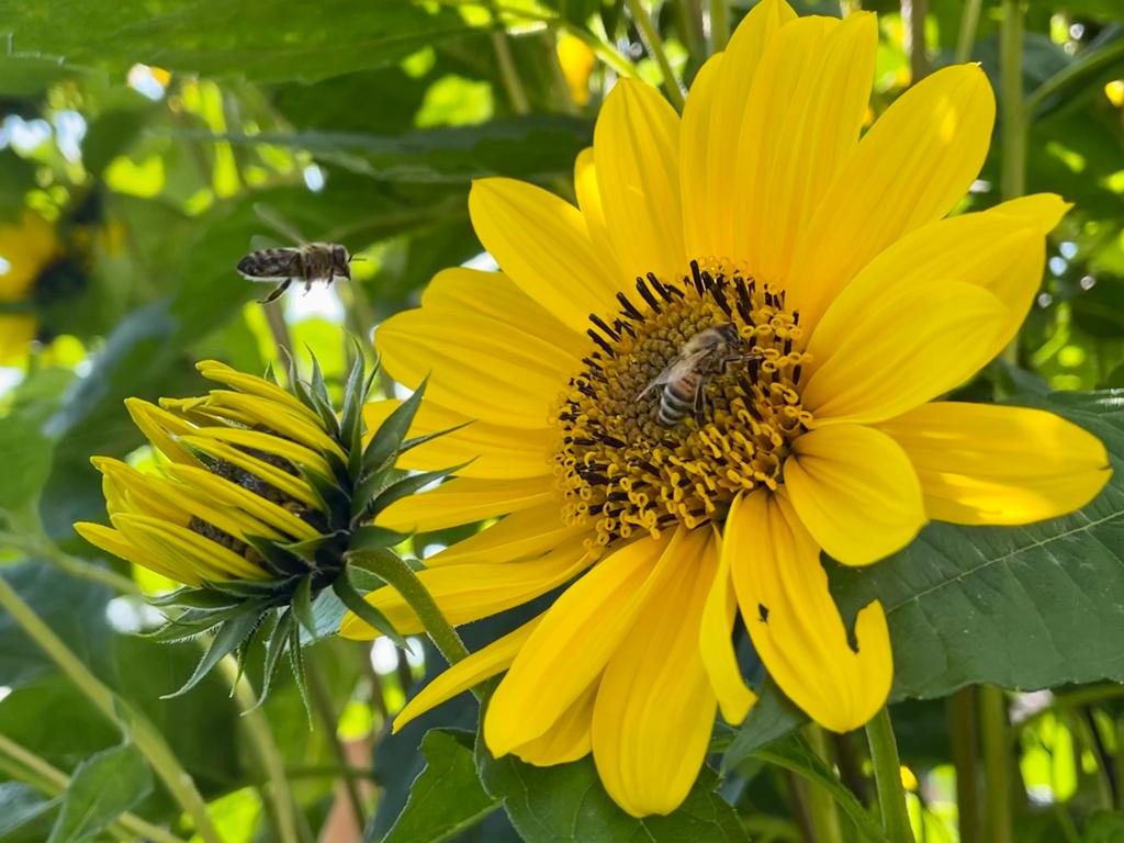 Kommune Sonnenblume